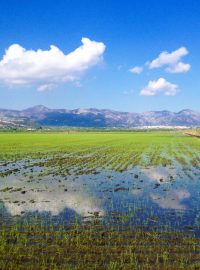 Parque Natural Pego oliva